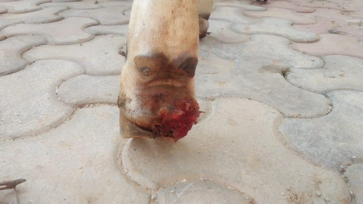 MJFCVAS's tweet photo. Today A Cattle was presented at MJF TVCC with foot rot and complicated with maggots got successfully treated By the Faculty Of MJF VCC Complex.
#footrot
#mjfcvas https://t.co/cm0ZeqWWGz
