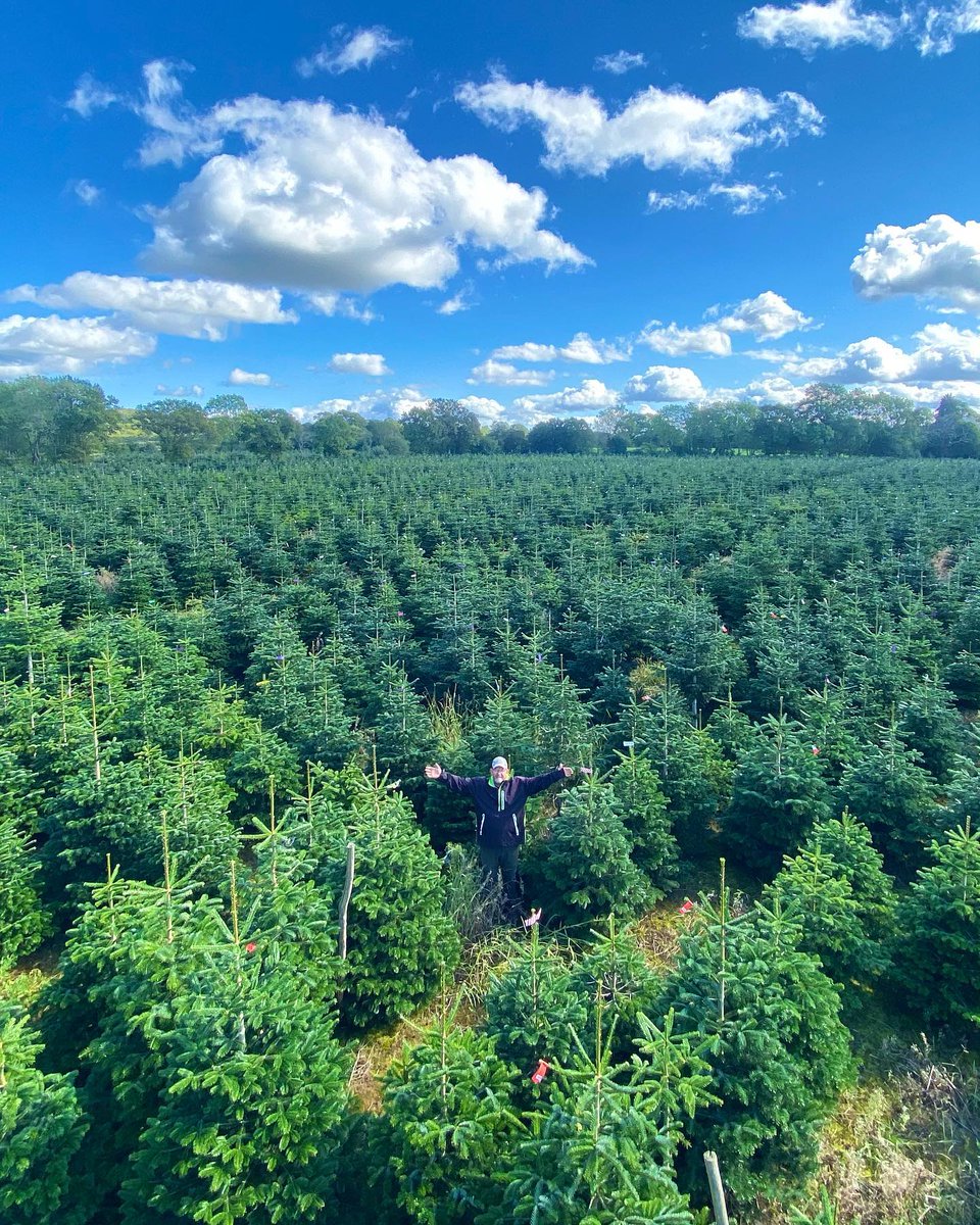🌲#KEEPCALM &amp; SUPPORT A #LOCAL #CHRISTMASTREE GROWER 🌲
Our members trees are looking amazing &amp; there are plenty to choose from!
Please don’t panic, buy your real tree as normal from your #localbusiness
To find a wholesale or retail supplier see - bctga.co.uk