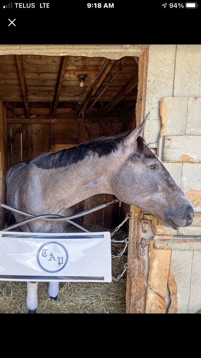 SarahHorsegirl's tweet photo. My boy Steinbeck ( Frosted - Nickel) Good Morning beautiful boy! #MyBoy #CommonWealth #WinstarFarm https://t.co/3c3H2KYiKY