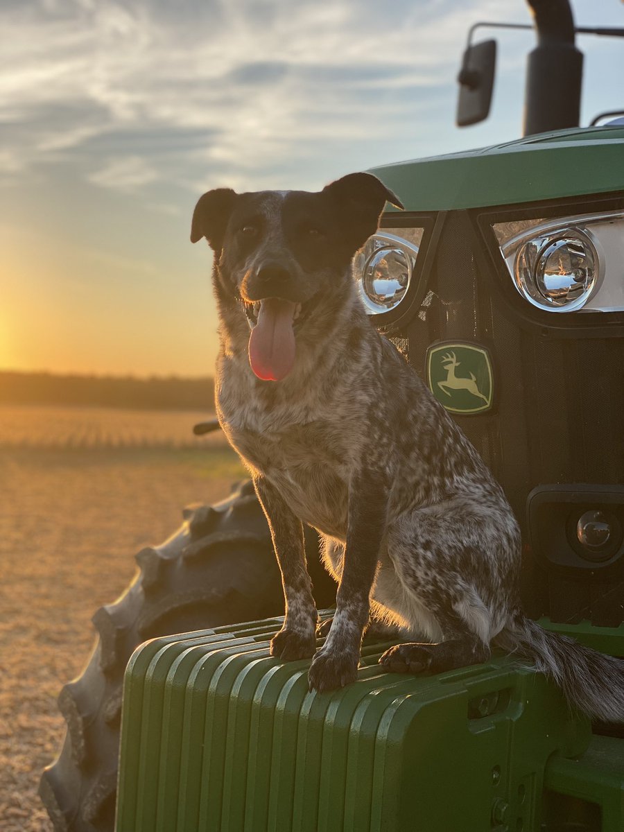 MeganMoodt's tweet photo. Nothing better than harvest sunsets 🌅 @JohnDeere https://t.co/HBfdPp3Lx0