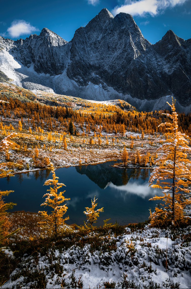 vincentschnabl's tweet photo. Finally found myself some larches this year and boy were there a lot! Wish I had made it for sunrise, but I guess bluebird will do :p https://t.co/5KSbkKjNip