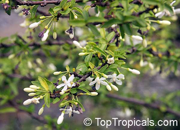 toptropicals's tweet photo. #Wrightia vietnamensis - Dwarf is rare and very special because of the growth habit. Even in habitat, it keeps form of a #bonsai, a round nice dense shrub with tiny leaves and wonderfully sweet scented flowers.
https://t.co/ZOdghvErve
#fragrantplants
#rareplants
#SaturdayMorning https://t.co/LumdYlQDWj