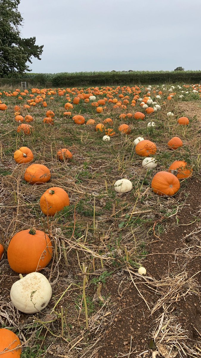 Coleby PYO Pumpkins tweet media