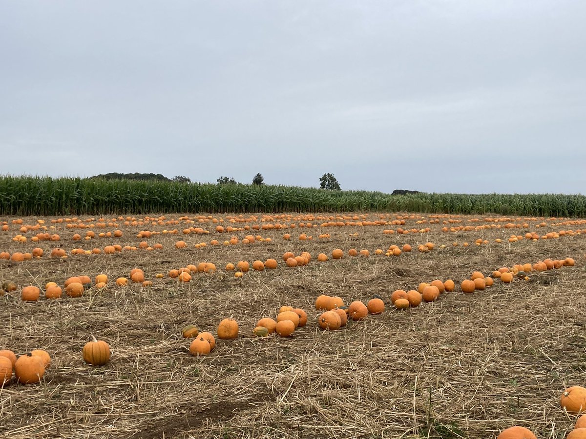 Coleby PYO Pumpkins tweet media