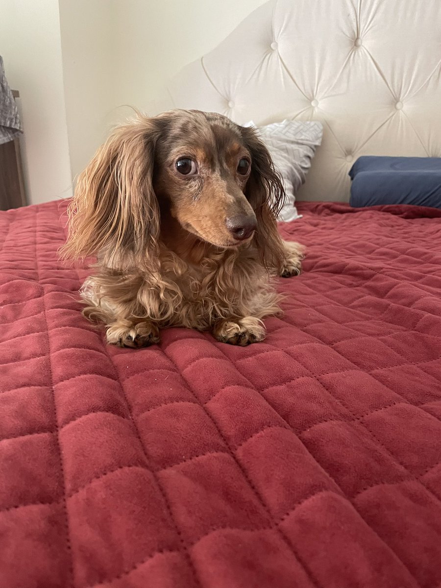 BellaMiniDoxie's tweet photo. Dis whole bed is da Moneypennyz bed. https://t.co/fpOTshfqlD