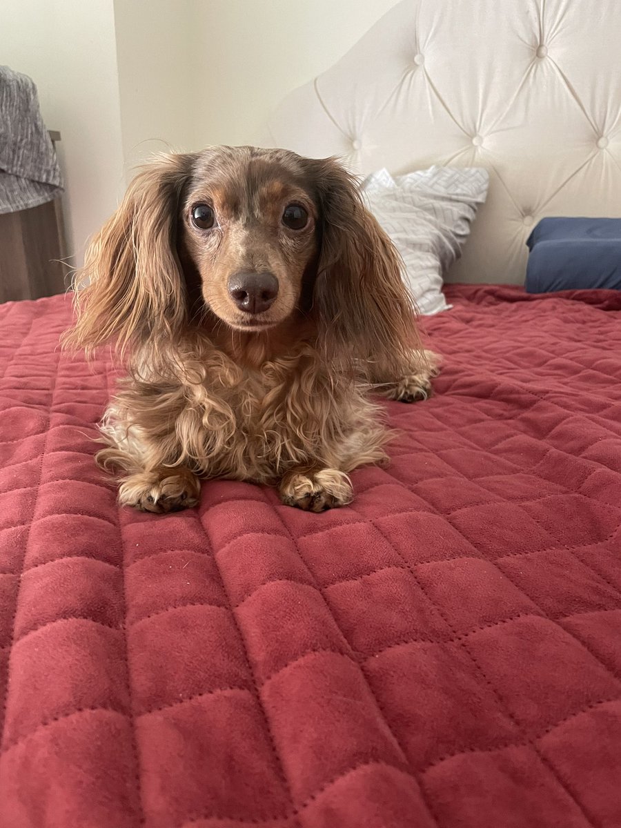 BellaMiniDoxie's tweet photo. Dis whole bed is da Moneypennyz bed. https://t.co/fpOTshfqlD