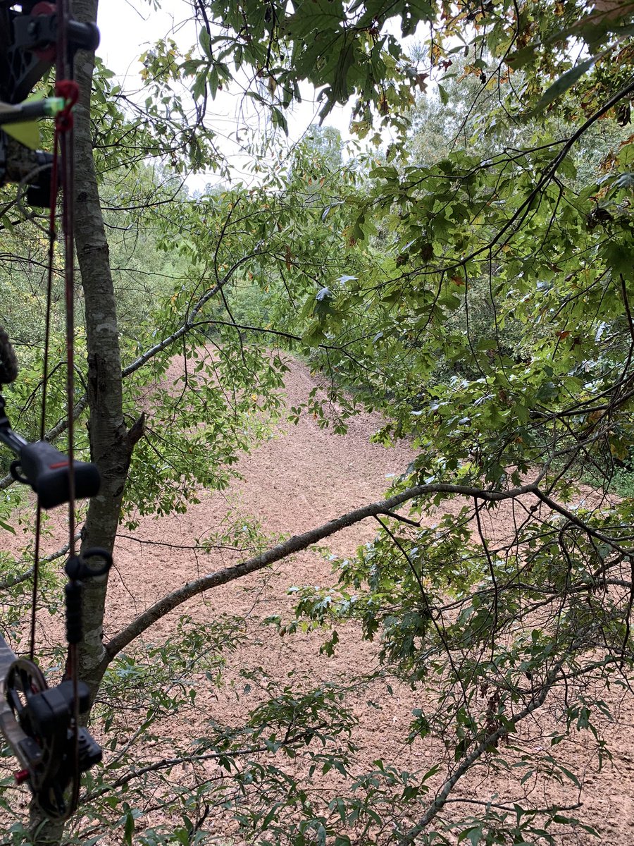 MarkWarren601's tweet image. Great to be in the woods again!