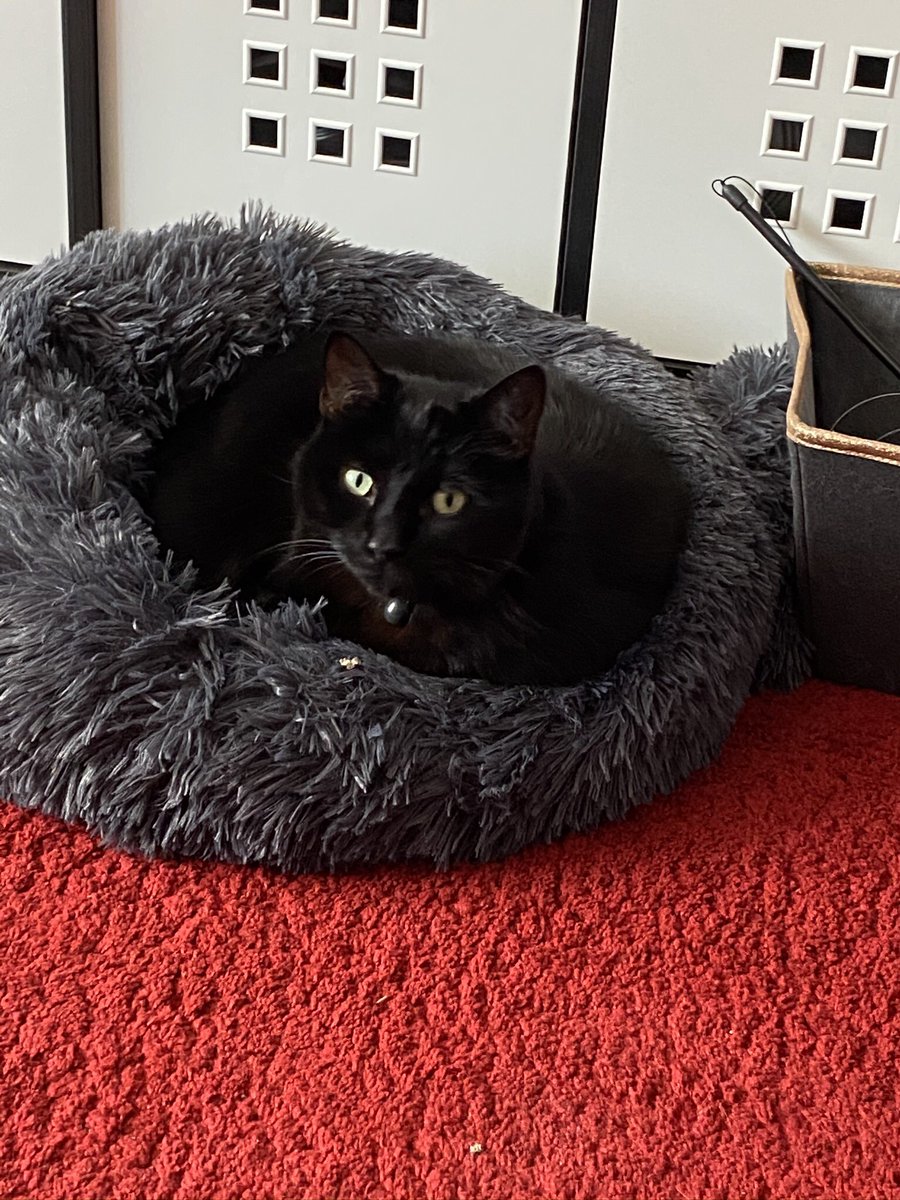 <a href="/cybercat207/">jet🐾the🐾fur©️ -a.k.a Jet 😸Quarantino©️🎥</a> Are you my longnlost twin? I love dreamies too!