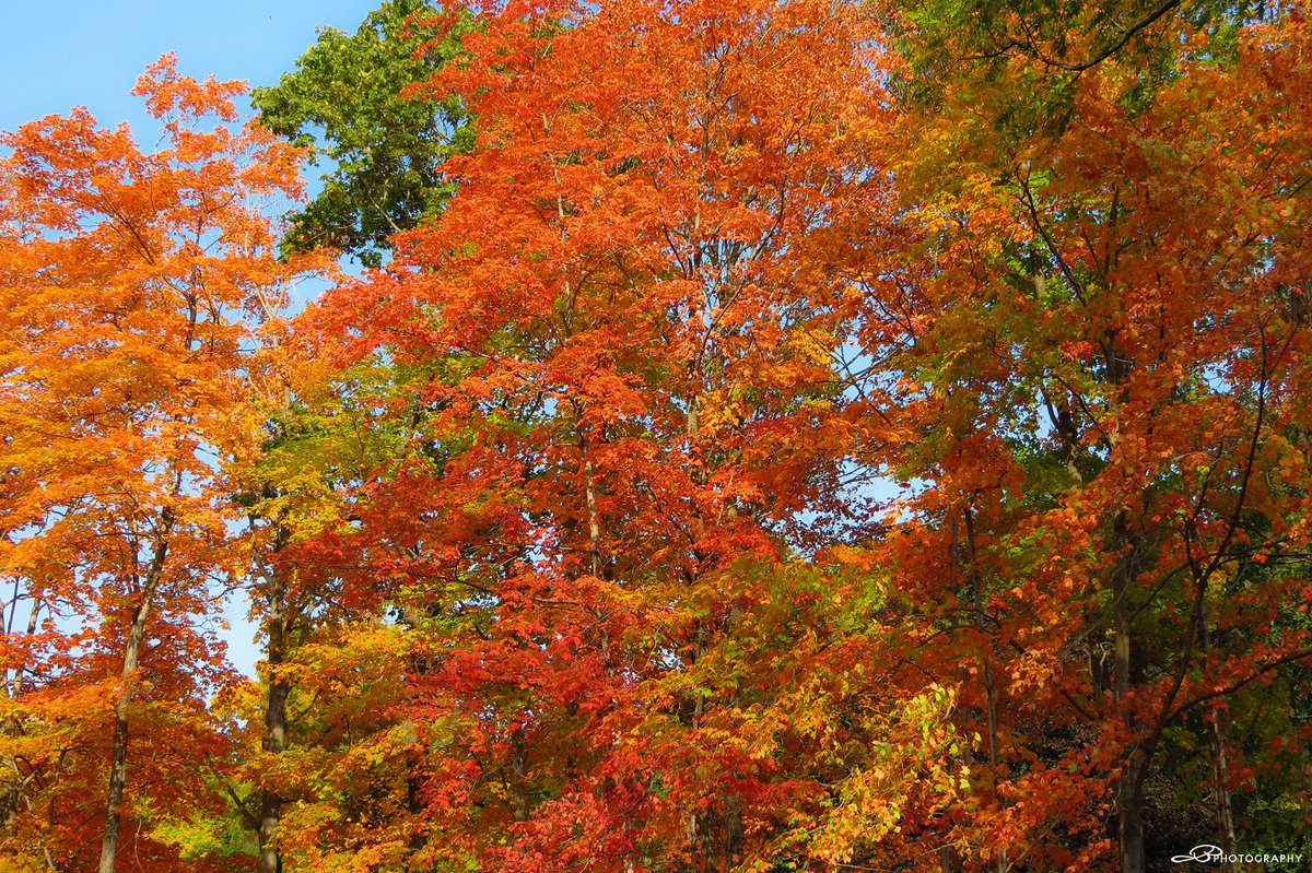 Fall colors at Petrifying Spring Park.