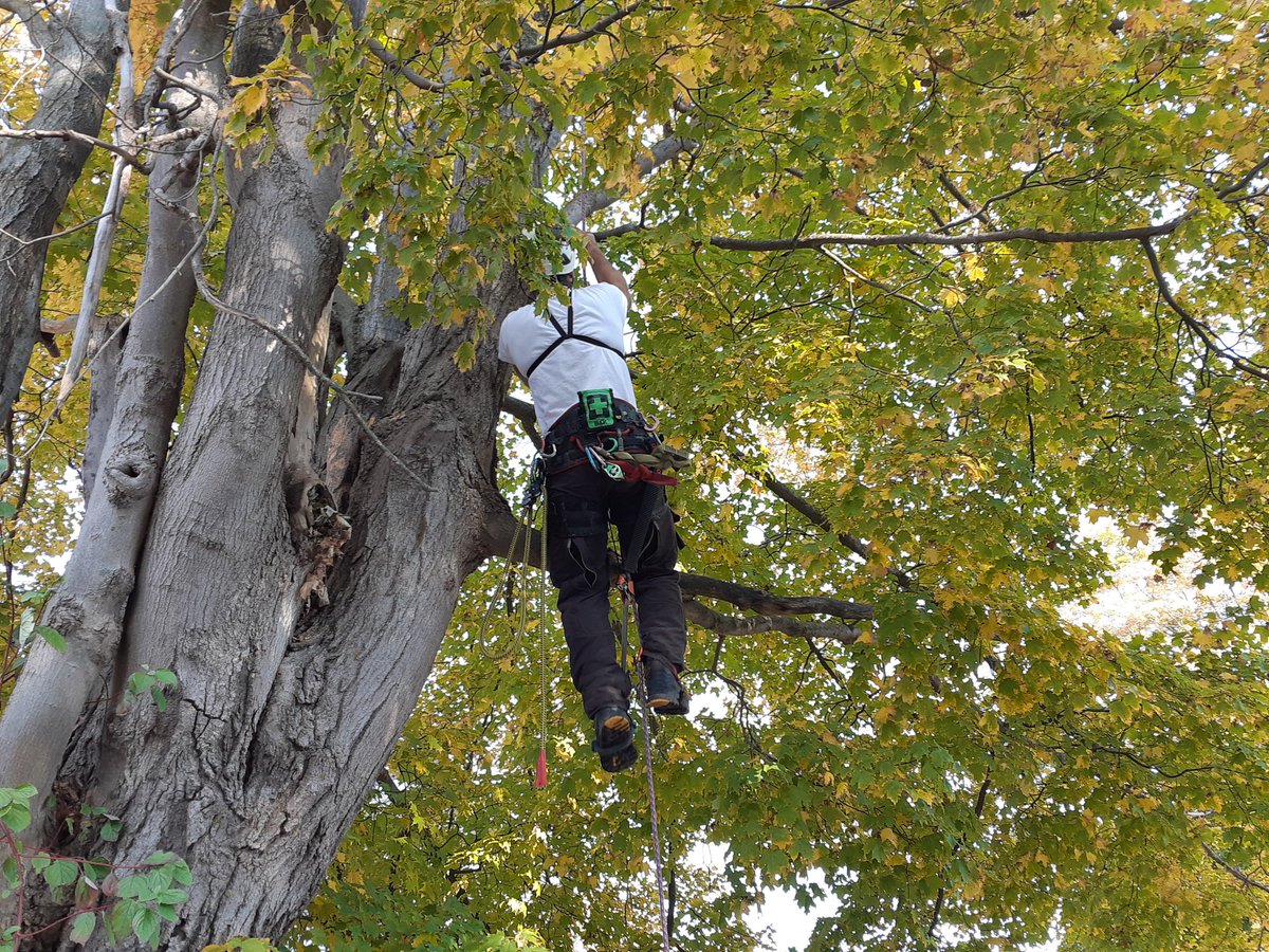 The Grand 101.1FM (@thegrand101fm) on Twitter photo Today, <a href="/treetrusttrees/">Tree Trust</a> is saving a Sugar Maple Tree!
Conservation Arborists are climbing and stewarding the legacy tree sponsored by <a href="/RCofFergusElora/">Fergus Elora Rotary</a> on Garafraxa St. West in Fergus! 🍁🍂🌳 <a href="/kelly_linton/">KelLinton</a> <a href="/CentrWellington/">Centrwellington</a> Today, <a href="/treetrusttrees/">Tree Trust</a> is saving a Sugar Maple Tree!
Conservation Arborists are climbing and stewarding the legacy tree sponsored by <a href="/RCofFergusElora/">Fergus Elora Rotary</a> on Garafraxa St. West in Fergus! 🍁🍂🌳 <a href="/kelly_linton/">KelLinton</a> <a href="/CentrWellington/">Centrwellington</a>