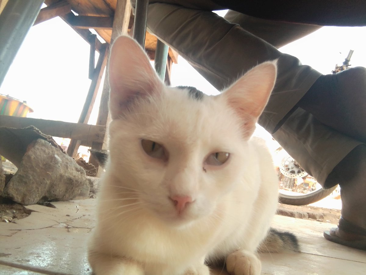 PAPA2NIS's tweet image. Bonjour Dori de"feu"Hama Arba Diallo(Burkina Faso).