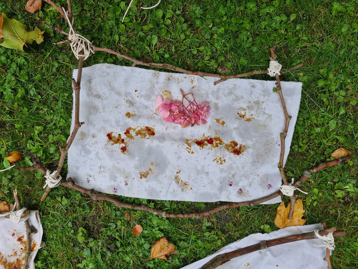 artieamber's tweet photo. Our #ljmuprimarytrainees used natural materials for #hapazome (Japanese leaf dye) on cotton sheeting put onto stick frames. So many links to #naturalcurriculum #EY #UW #exploreandplay #KS1 #KS2 #art #DT #science #handsonlearning What colours could we find throughout the year? https://t.co/wUKgQAsf8E