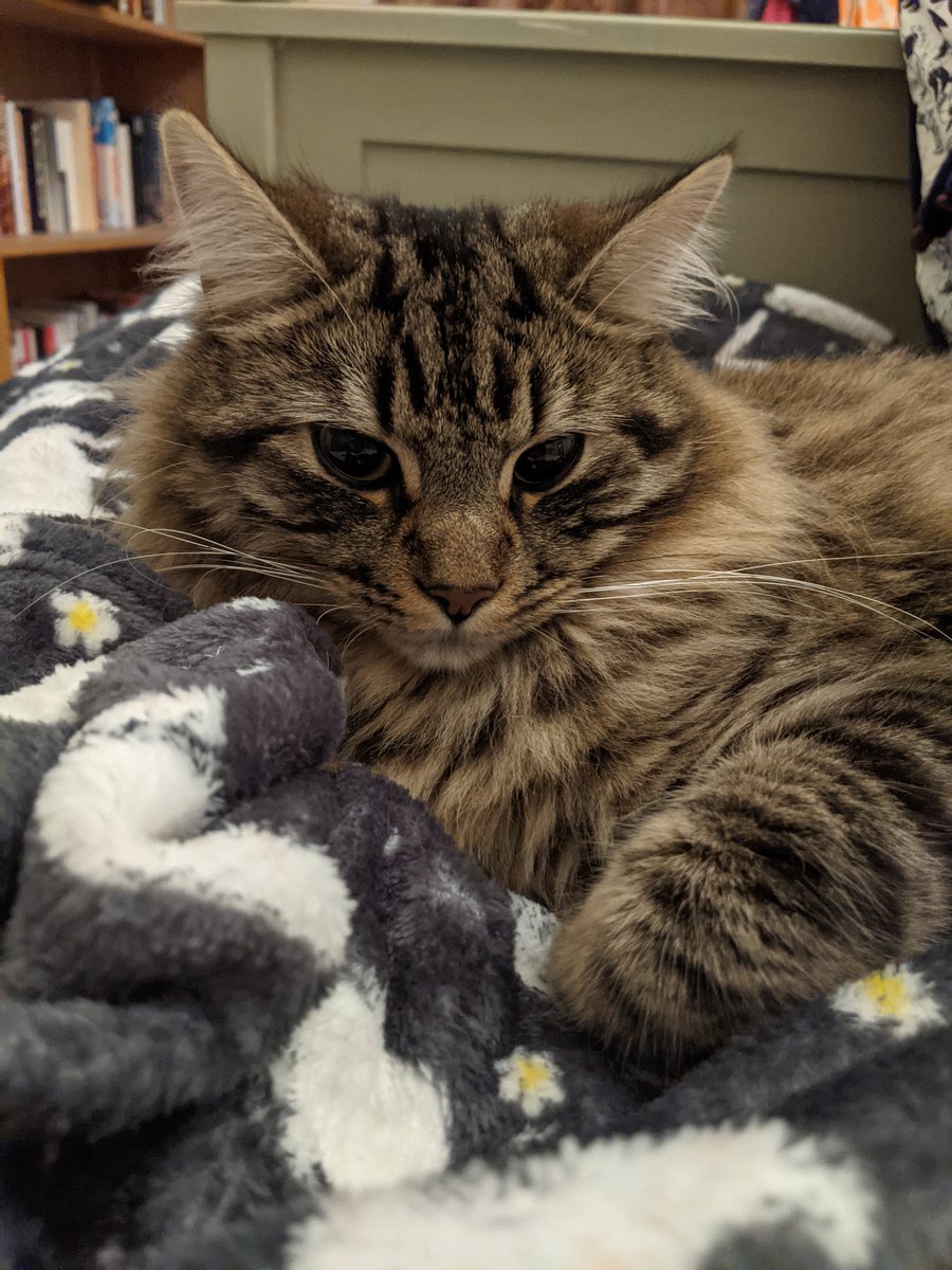 NobodyLikedThat's tweet image. Hi everyone can you please keep an eye out for my cat? Share around too!

Hebe has been missing since 1/10/21 around 10pm. He answers to his name &amp;amp; usually doesn't go very far. He is microchipped.

Were on Wyndcote Road in Allerton (l18). 

Please check sheds &amp;amp; outhouses