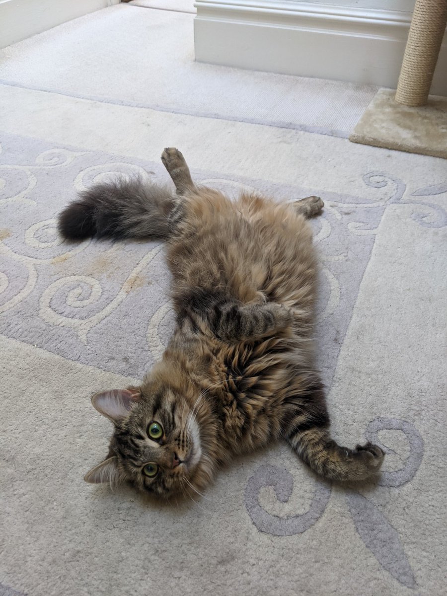 NobodyLikedThat's tweet image. Hi everyone can you please keep an eye out for my cat? Share around too!

Hebe has been missing since 1/10/21 around 10pm. He answers to his name &amp;amp; usually doesn't go very far. He is microchipped.

Were on Wyndcote Road in Allerton (l18). 

Please check sheds &amp;amp; outhouses