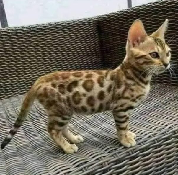 ZOO_FESS's tweet photo. Zoo ini bukan kucing hutan kan?? Mau dikasih ini https://t.co/kGzddb4aJx