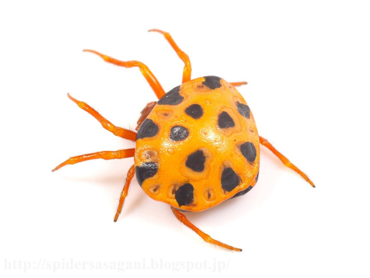 Paraplectana tsushimensis Yamaguchi 1960 (Araneidae) ツシマトリノ