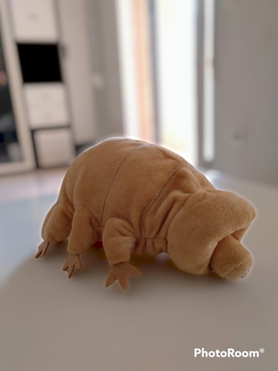 MrWate's tweet photo. @IgnatiusFarray @HectorDeMiguel @davidbroncano si que existen los peluches de tardigrados...¡mi mujer tiene uno!
 @vidamoderna https://t.co/4wRuTWrp8m