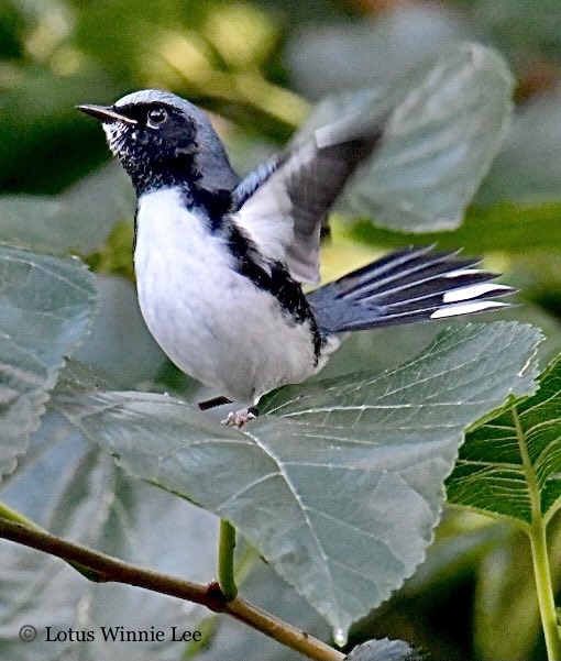 The most adorable Black-throated Blue Warbler on top of a leaf by the Compost in Central Park. He was just standing on the leaf and flapping his wings like a cute mini Penguin! 🥰😍#blackthroatedbluewarbler #birdwatching #wildlife