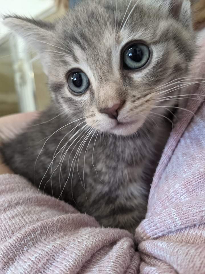 NessaSmit's tweet photo. @MissEmerKenny we have named our new Kitten 'Bunty' after your character on #fatherbrown. Isn't she gorgeous 🐈 https://t.co/xahRJssaAT