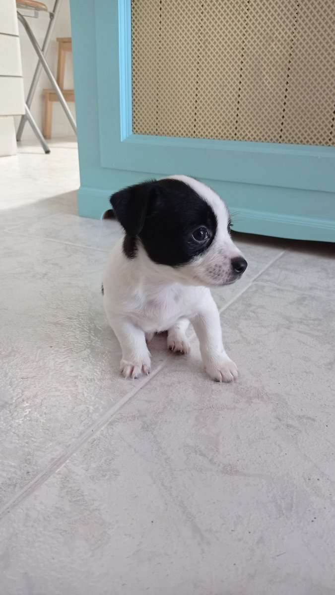 Ceelliiaa_'s tweet photo. He adoptado esta preciosidad y no puedo estar más feliz 🥺🥺😍😍😍😍 https://t.co/R9tzDhjS08
