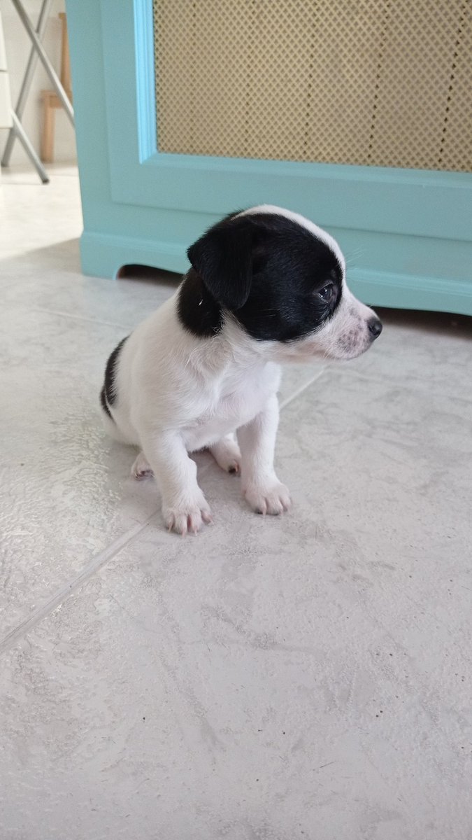 Ceelliiaa_'s tweet photo. He adoptado esta preciosidad y no puedo estar más feliz 🥺🥺😍😍😍😍 https://t.co/R9tzDhjS08