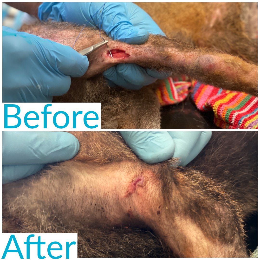 CuanWildlife's tweet photo. She has now been successfully released! 🦊 

Her mange and wounds had been treated and she didn’t have any problems gaining weight. 
She is now in the process of being soft released in beautiful location and hopefully will have a great life back in the wild. https://t.co/lNiDDNep8y