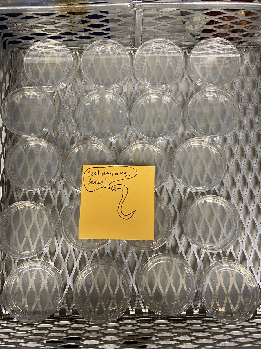 AnkeKloock's tweet photo. When you come to work at 6am on a Saturday and find this 🥰 I love my colleagues! @TheadoraTolkin @Worm_Diva https://t.co/l9TiHqyXHE