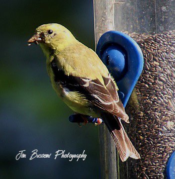 Jbusc33's tweet photo. #goldfinch #birds #beauty #backyard #lookingforfood #wildlife #wildlifephotography #upstateny #birdsofinstagram #birdsoftwitter #goldfinchesofinstagram #audobonsociety #news8photo #just_newyork #your_best_birds @News_8 @bhphoto https://t.co/kr9UWGskYy