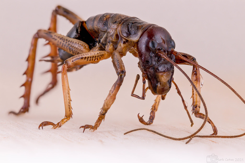 extreme-macro tweet media