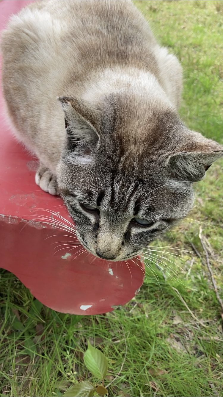 ねこ旅 猫の豆知識と猫動画チャンネル 公式 Nekotabi3 Twitter
