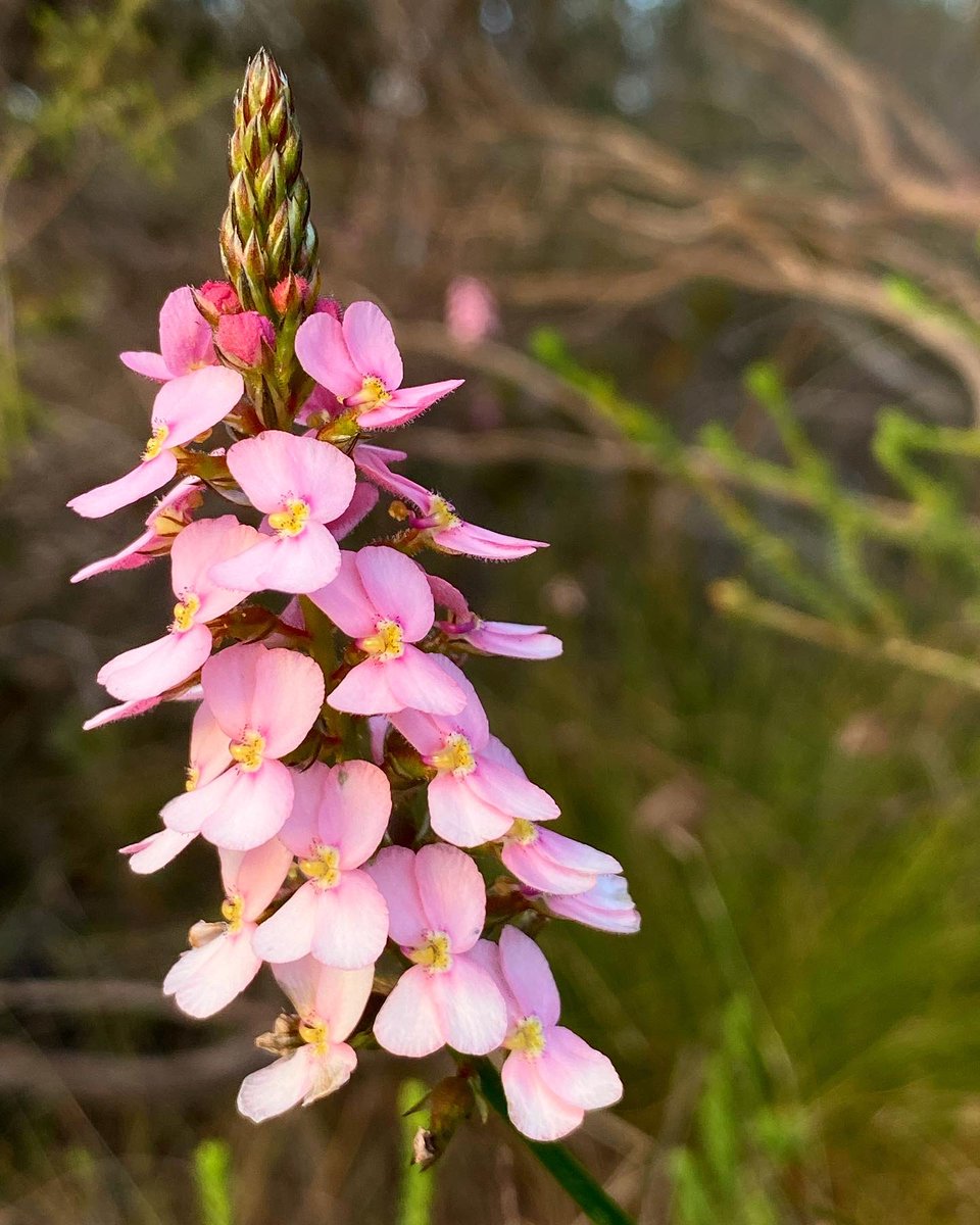 jessb3's tweet photo. First time spying trigger plants at Lightning Swamp. They are beautiful! 😍 #stylidium #wildflowerhour #triggerplants https://t.co/UreMlAQBFX