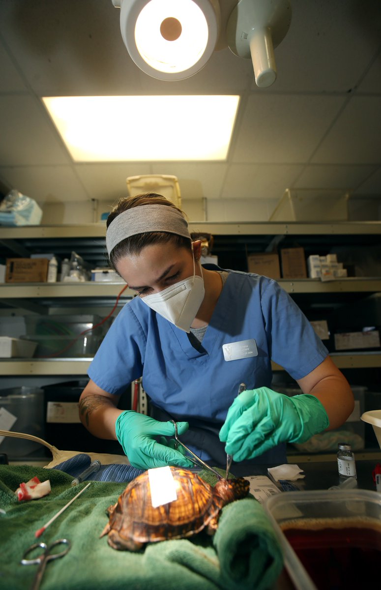 BobKarpDR's tweet photo. Got to spend a couple epic days documenting the amazing work done by the @turtle_rescue team.  The volunteer organization run by veterinary students @ncstate's College of Veterinary Medicine sees &amp; treats over 500 wild turtles, reptiles and amphibians every year. @ChristianCapo97 https://t.co/xcWAdLvvs7