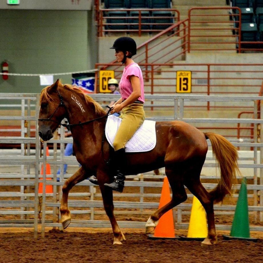 WallaceEventing's tweet photo. Awe #Fledgethemustang back in the early days, he’s certainly filled out now. One of the most intelligent horses I’ve ever trained.
#saveahorserideamustang
#fledgeyisthebest
#fancyprancingmustang
#passage
#hearthorse❤️🐴
#dressagemustang https://t.co/dl2b5nV0Kh https://t.co/fdAEL2FUSo