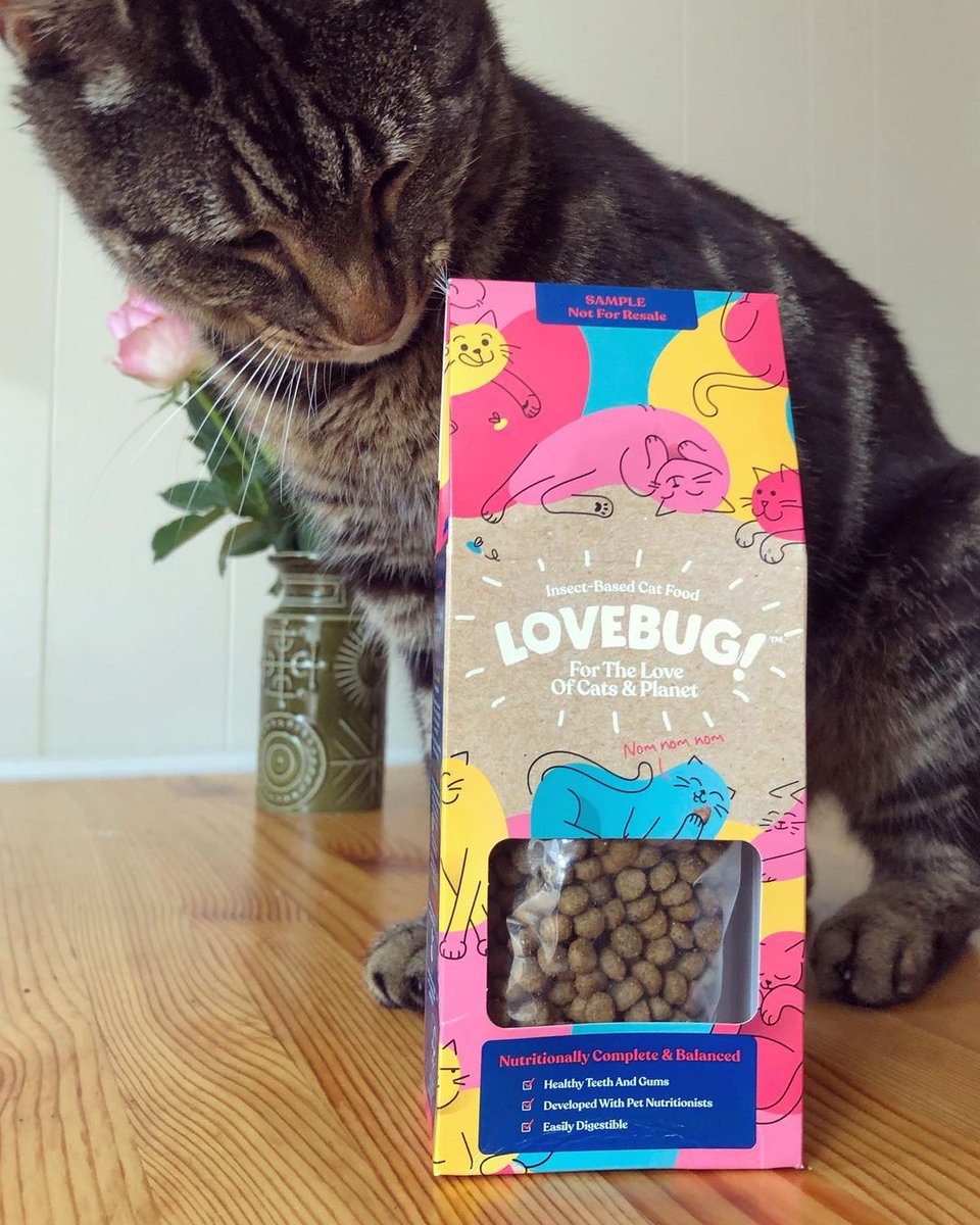 Lovebugpetfood's tweet photo. 😻 Up close and personal with Ben – he’s a natural. Instagram snap taken by his pet parent @loneconcertina
#catslovebugs #gogreen #insect #sustainablelifestyle #ecoliving #ethicalconsumer #insectfood #triyit #ecocat #greencats #caturday https://t.co/tqRz3Rq3nx