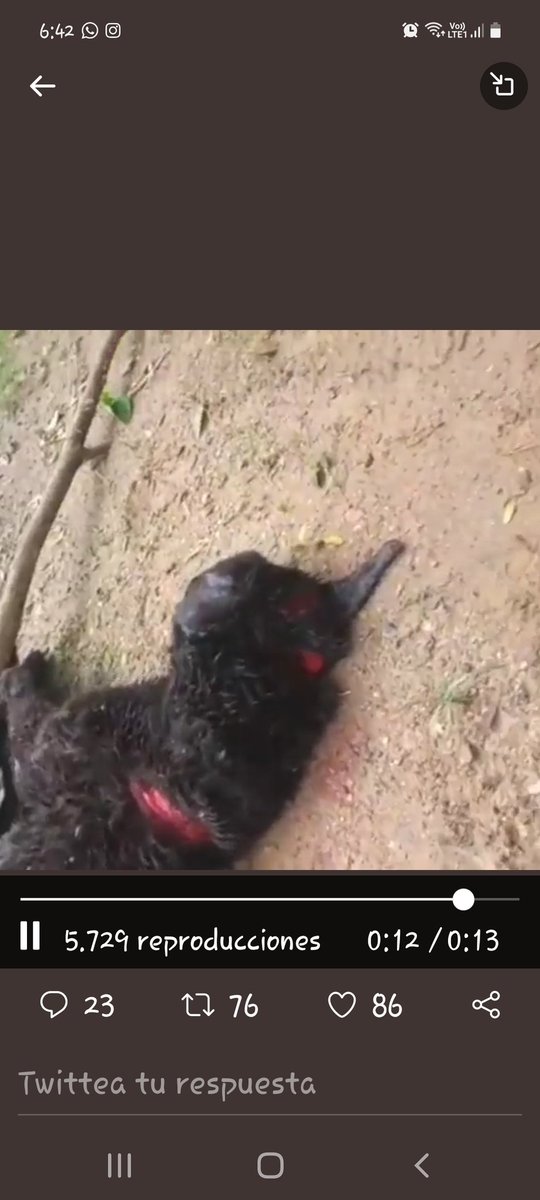 AnnieMLC's tweet photo. Las autoridades. No pueden ser indiferentes. Estamos atentos ley 1774. Su agresor se llama Fred Hoyos de Sagun. Lo torturó a machete hasta matarlo. Alcalde @DavoRestrepo y gobernador de Córdoba @orlandobenitezm imponer la ley. ayúdenme compartiendo para pedir #justiciaparapumba https://t.co/J219n7Lvo3