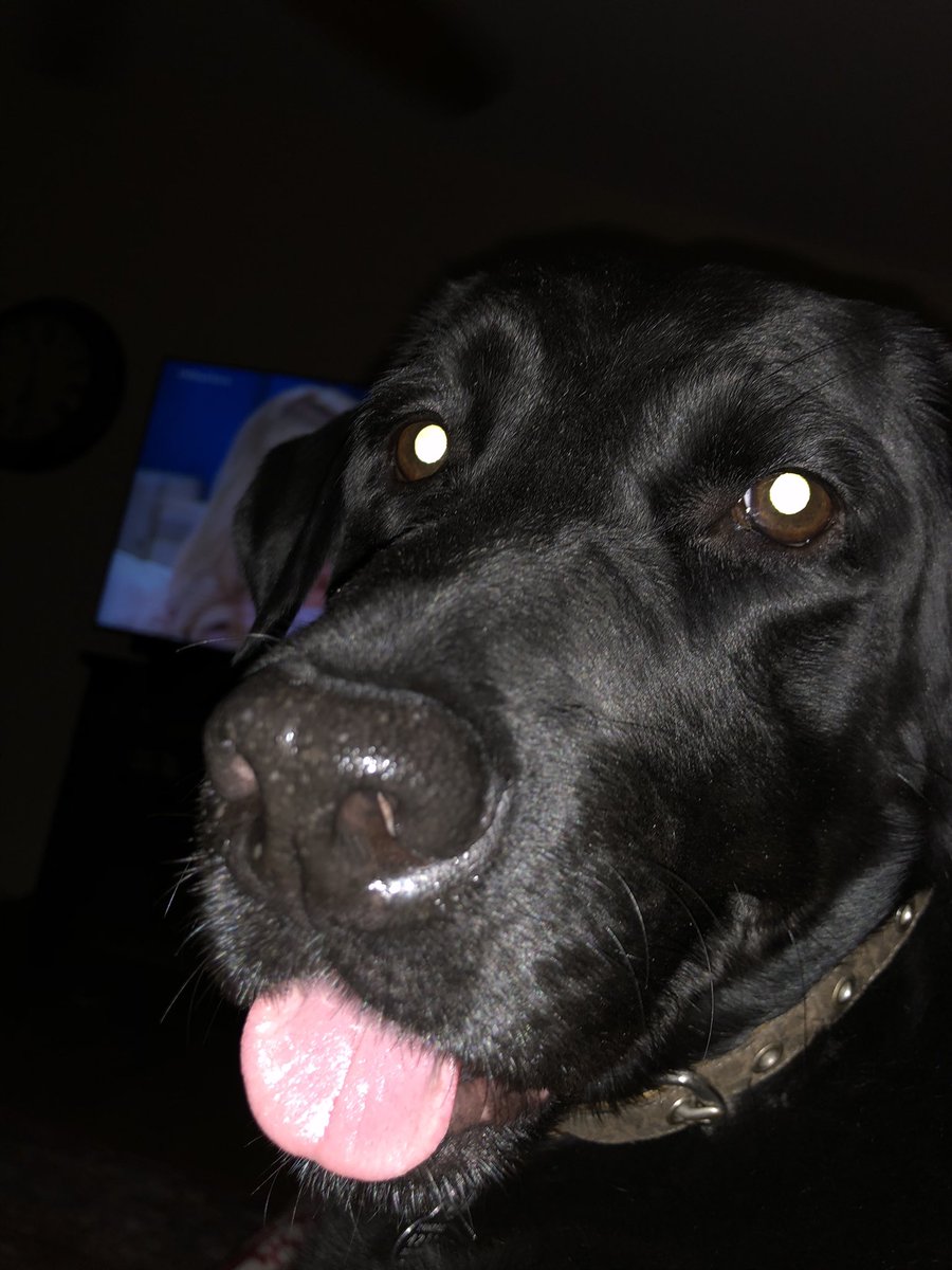 janelleweaver89's tweet photo. @KKriseman @SEGuideDogs Me too! https://t.co/KSxzxIO0PM