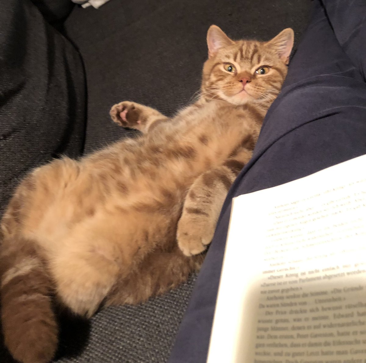 Liebes #twitterlehrerzimmer, ich wünsche Euch schöne, erholsame Herbstferien 🍁☀️🍂☕️ 📕 🐈