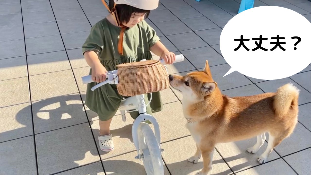 柴犬りんご郎 こちらの動画はサブチャンネルで公開中 T Co iwyggmqw T Co Pttddz6tzp Twitter 柴犬りんご郎 こちらの動画はサブチャンネルで公開中 T Co iwyggmqw T Co Pttddz6tzp Twitter