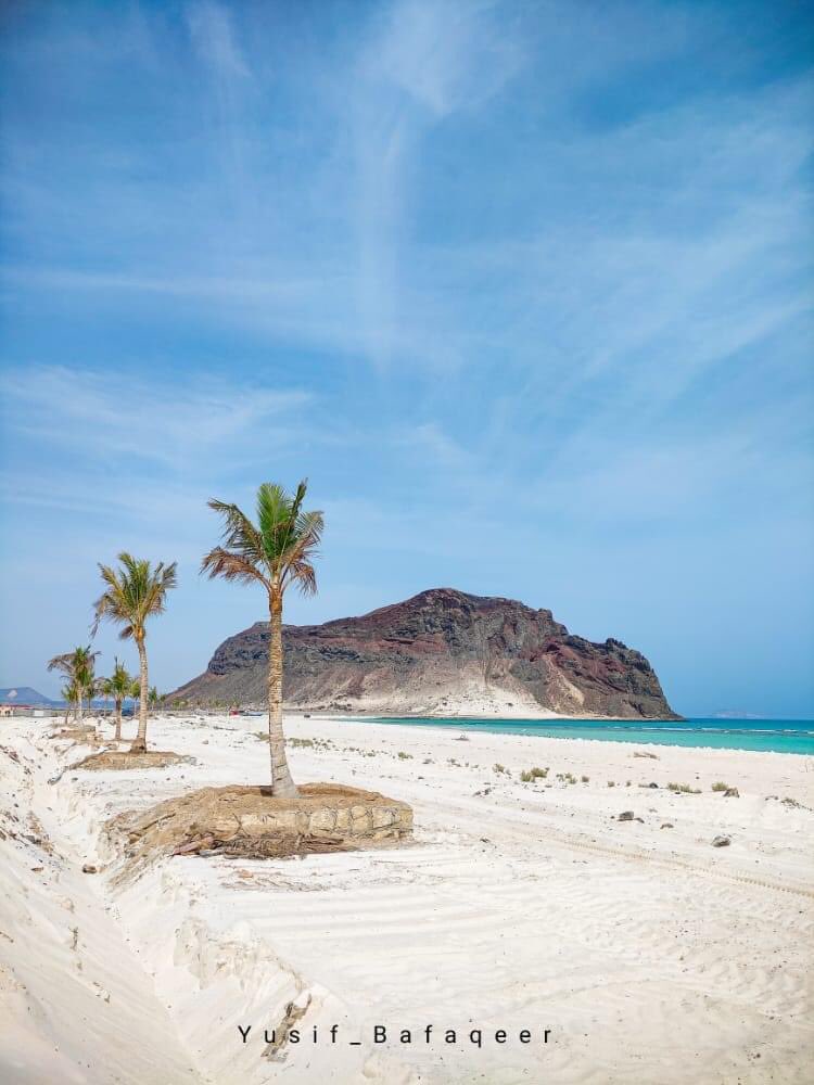 اشجار جوز الهند تزين سواحل لوس انجلوس.. عفواً سواحل شبوة🤗 
منتج قنا - بير علي 
📸 يوسف بافقير

من متحمس لزيارة الساحل🤩

#شبوة