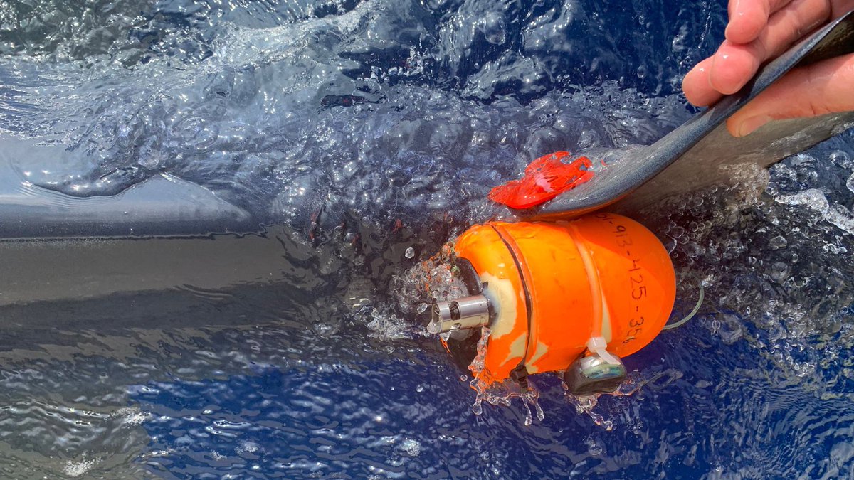 Another deployment of our MultiS float with acceleration/video sensors on the back of a blue shark. Fingers crossed for the recovery on Sunday! The pop-up will be triggered by our custom-made, high precision timer-and-release system!