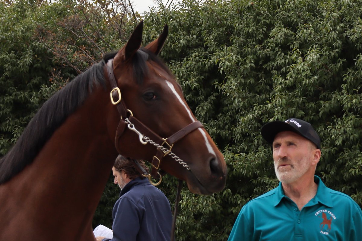 CritterCreekWA's tweet photo. After all the blood, sweat and tears are spent getting a yearling to auction and sold...it's simply the best when we find out they have found a home that radiates love. Congrats to the connections of Hip 108 "Dynamic Saga!"
#futureracehorse #fasigtipton #dynamicimpact https://t.co/b9DbNsg7Ul