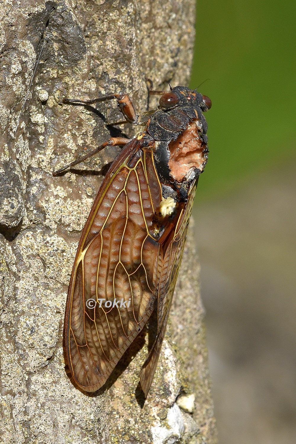 Tokki カラスにやられた それでも生きてるアブラゼミ 21 10 2 相模野台地 アブラゼミ セミ 半翅目 昆虫 T Co Wyp8ajzgek Twitter