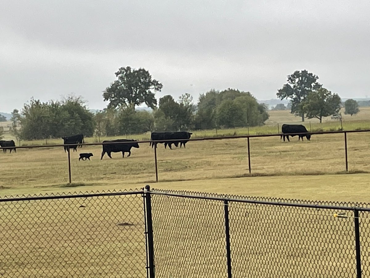 What you love to see first thing in the morning!  #calvingseason #newbaby #angus
