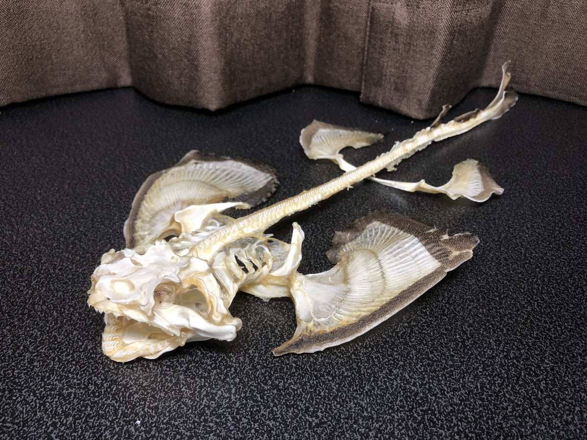 RT @voe6MOqpSBNRk1G: カスザメ全身骨格標本 だいぶ前に完成してたけど