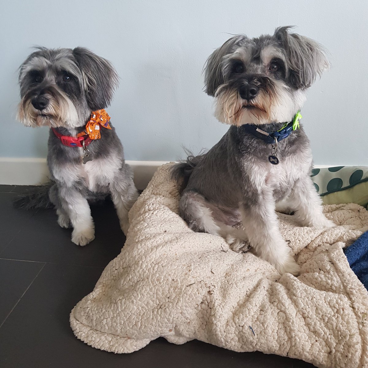 HaggisMonty's tweet photo. And now we know what G-R-O-O-M-E-R-S spells🤔😠 #dogsoftwitter #Dogsduringlockdown #dogs https://t.co/3R6m001EvO