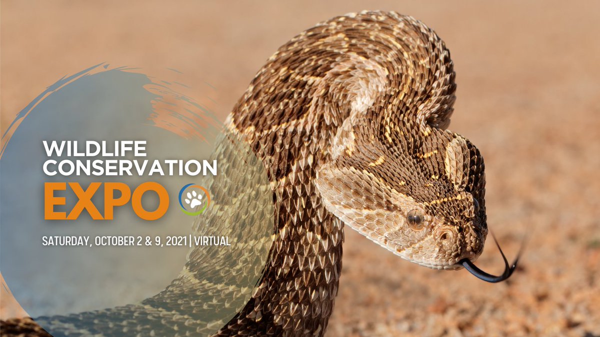 The Wildlife Conservation Expo is starting soon! Join Save The Snakes for a special virtual #WCNExpo today and on also on October 9, 2021 to hear amazing stories from wildlife conservationists in the field. 

Support snake conservation & join us here: 🐍❤️
bit.ly/38BHqry