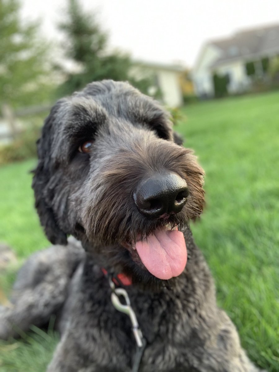 MrsOlsen6's tweet photo. @thekjohnston Our black goldendoodle - love him beyond measure! ♥️ https://t.co/XTzCMjRNez