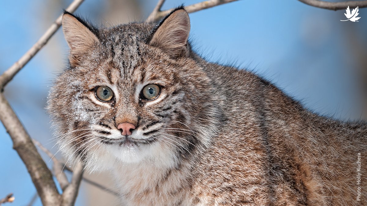 Did you know that bobcats are an indicator species? The health of their population is indicative of habitat connectivity. Find out how your support can protect habitat for this species: fal.cn/3iFNF