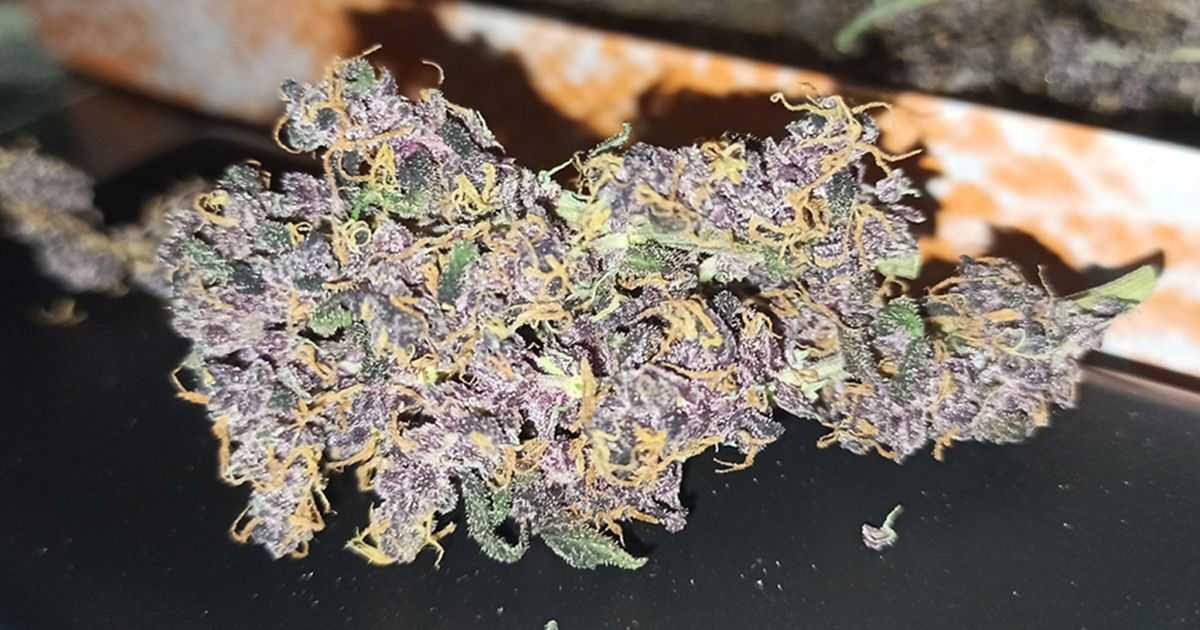 HerbiesSeeds's tweet photo. The devil is in the details 😈
🌿 Dark Devil Auto (Sweet Seeds)
⚖️ 400 - 600 g/m² indoors / 50 - 200 g/plant outdoors
⏳ 60 days
📷 By: JohnnyBlaze (growdiaries)

#herbiesseeds #seedbank #fastbuds #grower #autoflower #feminized #plant #sweetseeds #seeds #rqs #darkdevilauto https://t.co/Io0sO0dtho