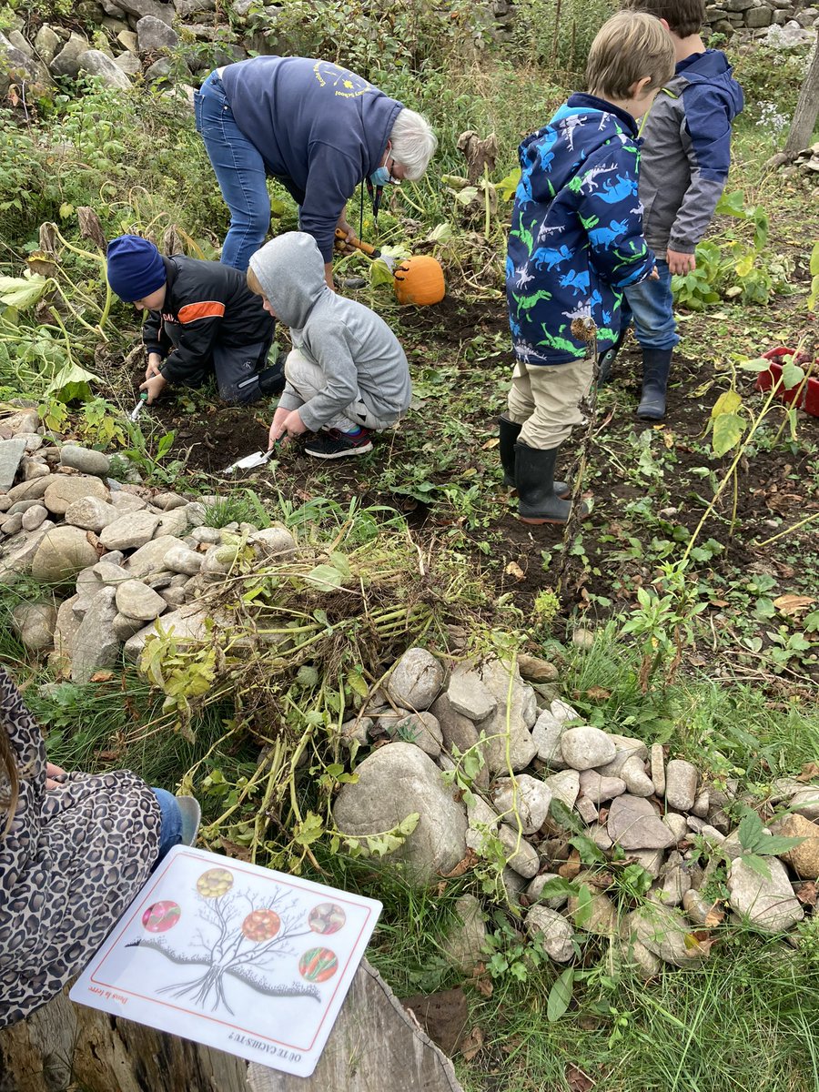 FESKindTeacher's tweet photo. Harvesting potatoes at school. Using garden tools provides an opportunity to exercise the same muscles solicited when cutting and writing in the classroom. An authentic treasure hunt… that will end up putting food in our students’ bellies. #smallschoolbigdifference https://t.co/GGHH8xNWyc